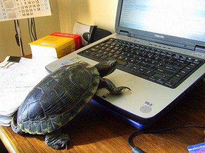 Turtle_Computer.jpg
